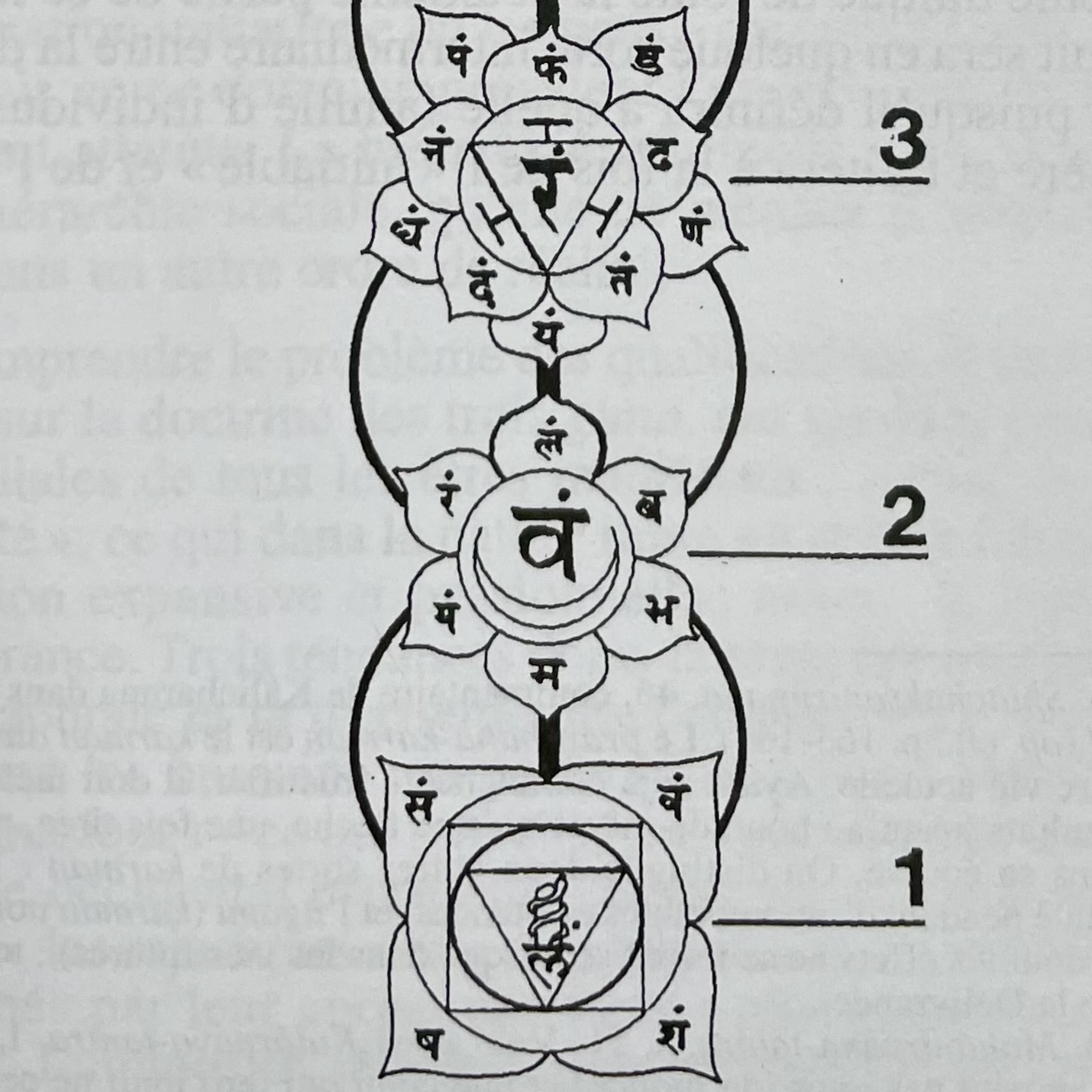 Les 3 premiers chakras