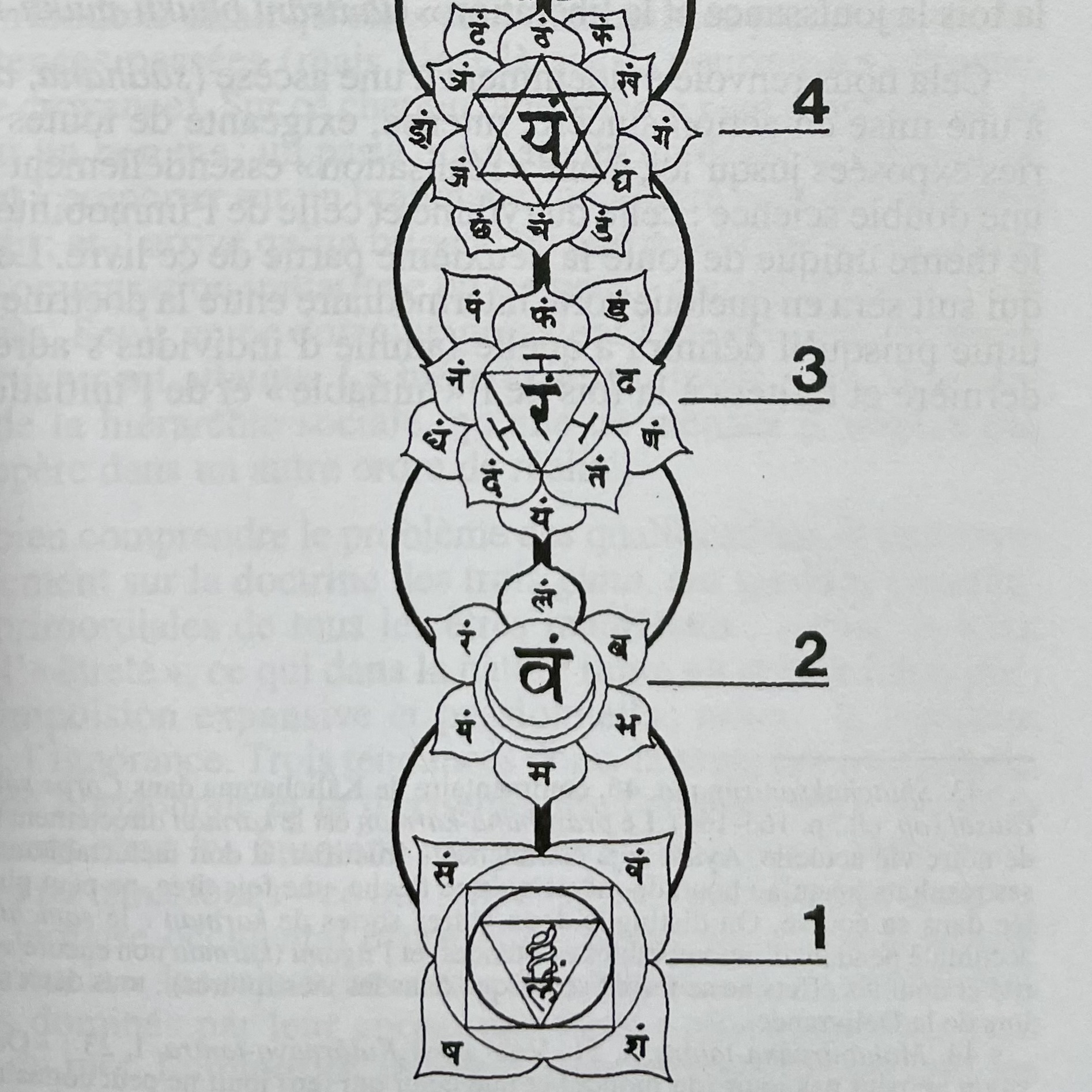 Les 4 premiers chakras